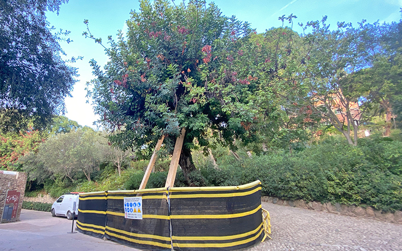Mur Olot Marianao